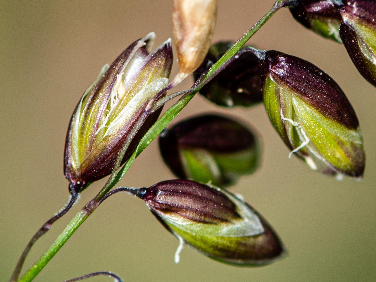 &Auml;hrchen mit Elaiosom
